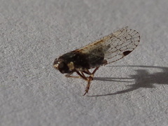 Cixiinae