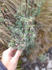 Polylepis