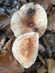 Lactarius rubrocinctus