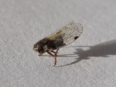 Cixiinae