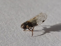 Cixiinae