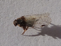 Cixiinae