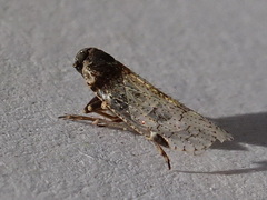 Cixiinae