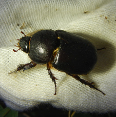 Pentodon algerinus