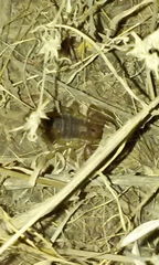 Anuroctonus pococki pococki