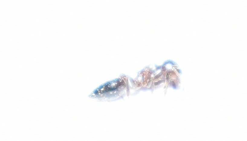 Crematogaster ebenina