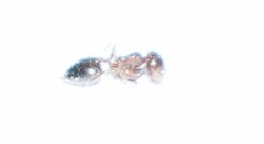 Crematogaster ebenina