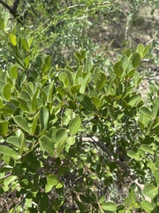 Combretum hereroense