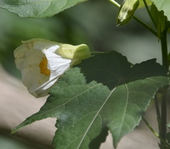 Abutilon hybridum
