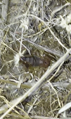 Anuroctonus pococki pococki