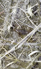 Anuroctonus pococki pococki