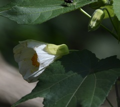 Abutilon hybridum