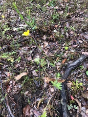 Ranunculus colonorum