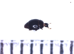 Histeridae