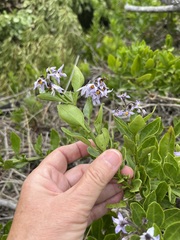 Solanum africanum