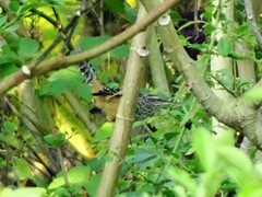 Campylorhynchus zonatus