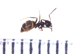 Lasius