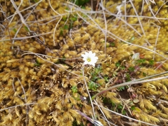 Gentiana sedifolia
