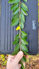 Forestiera ligustrina