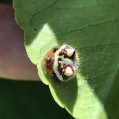 Poecilopachys australasia