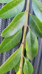 Forestiera ligustrina