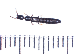 Xantholinus