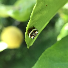 Poecilopachys australasia