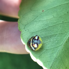 Poecilopachys australasia