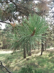 Pinus brutia eldarica