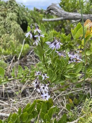 Solanum africanum