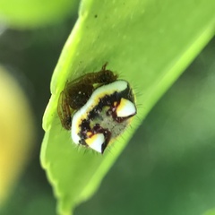 Poecilopachys australasia