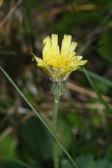 Pilosella officinarum