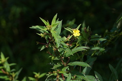 Ludwigia hyssopifolia