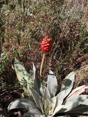 Arum korolkowii