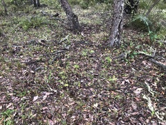 Ranunculus colonorum