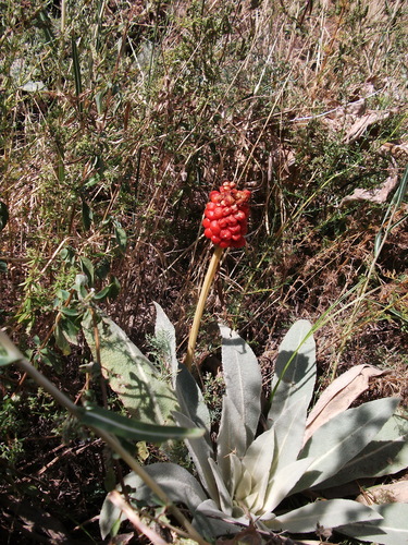 Image of Arum korolkowii by no rights reserved