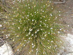 Lobelia capillifolia