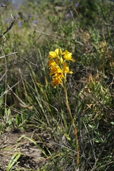 Chloraea gavilu