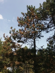 Pinus brutia eldarica