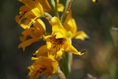 Chloraea gavilu