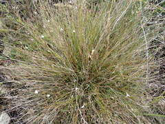 Lobelia capillifolia