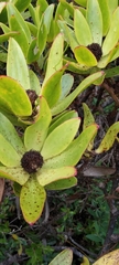 Leucadendron gandogeri
