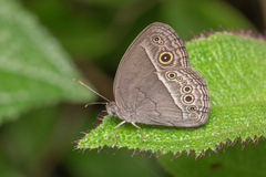 Mycalesis perseoides