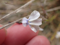 Lobelia capillifolia