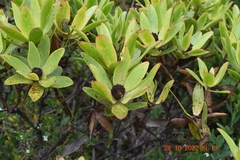 Leucadendron gandogeri