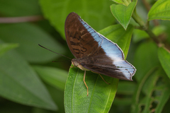 Tanaecia iapis