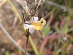 Lobelia capillifolia