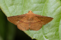 Thyrididae
