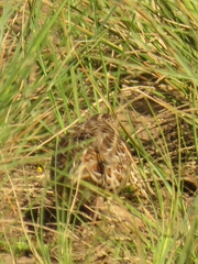 Turnix sylvaticus lepurana