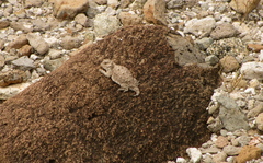 Phrynosoma cerroense